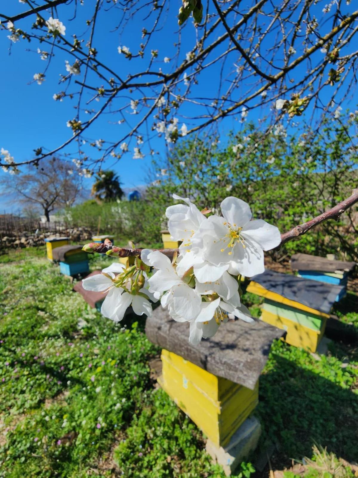 Villa Shuaipaj Gjirokastër Dış mekan fotoğraf